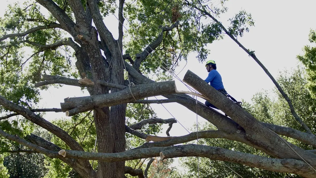 Professional Crown Thinning performed by certified arborists in Talkeetna